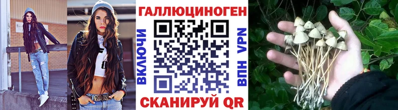 Галлюциногенные грибы Psilocybe  где найти наркотики  Новоузенск 