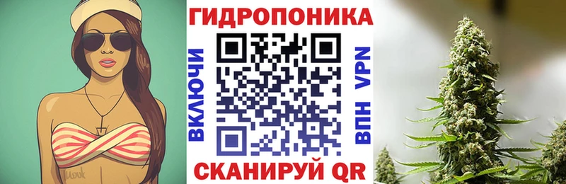 Конопля гибрид  Новоузенск 